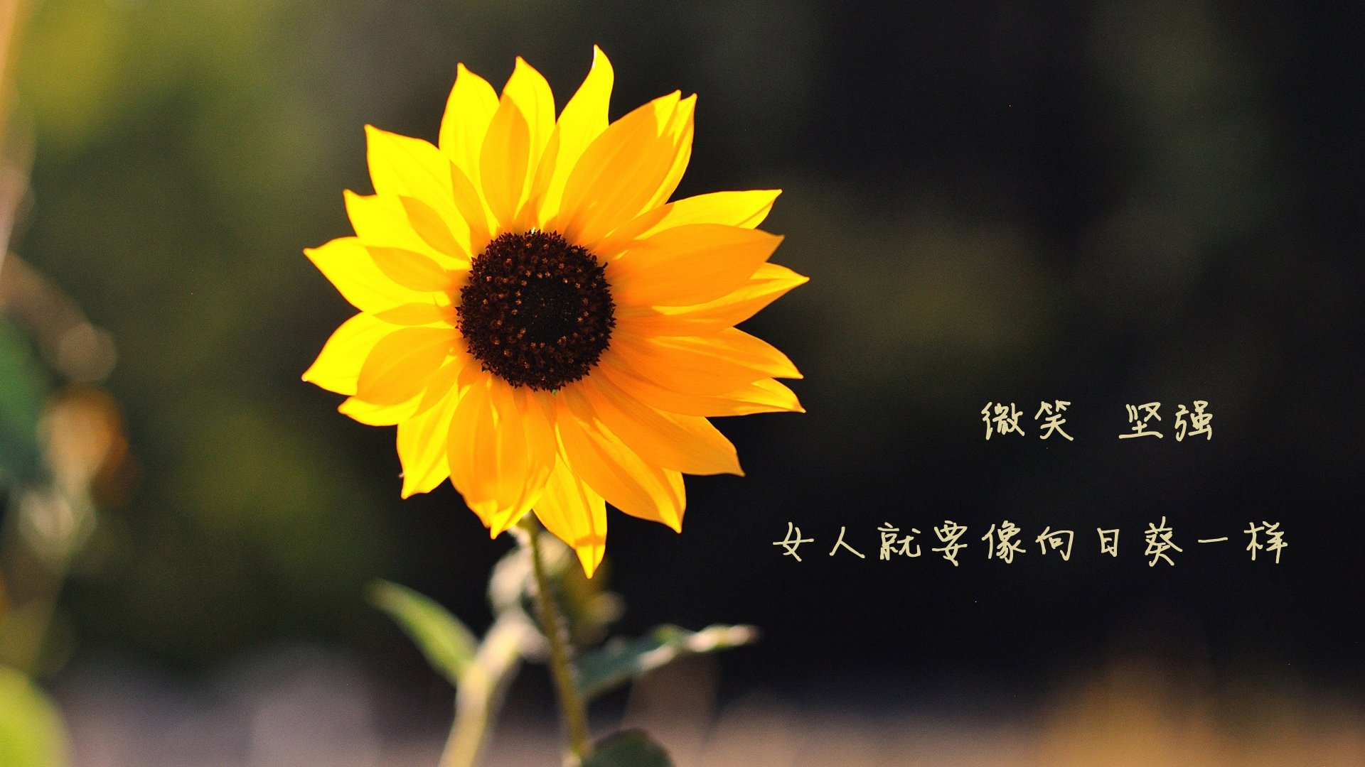 青少年“智慧青训”应用场景在青海全面推广，推动行业信息化升级