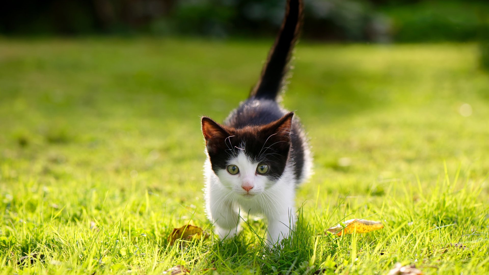 Leyu Sports (乐鱼体育)-上海海港俱乐部管理层调整，上海海港足球俱乐部_4名新援亮相全力备战新赛季