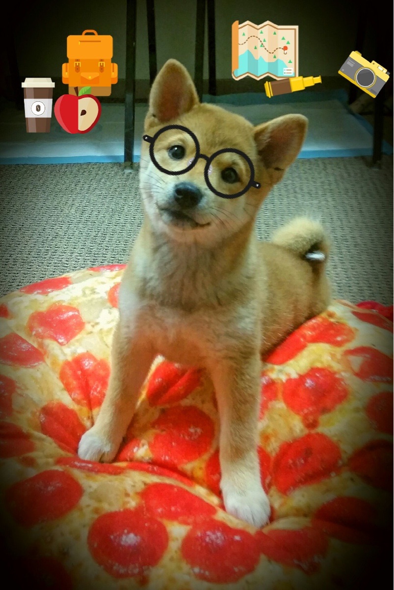 公牛球队球队精神面貌焕然一新,公牛球队logo