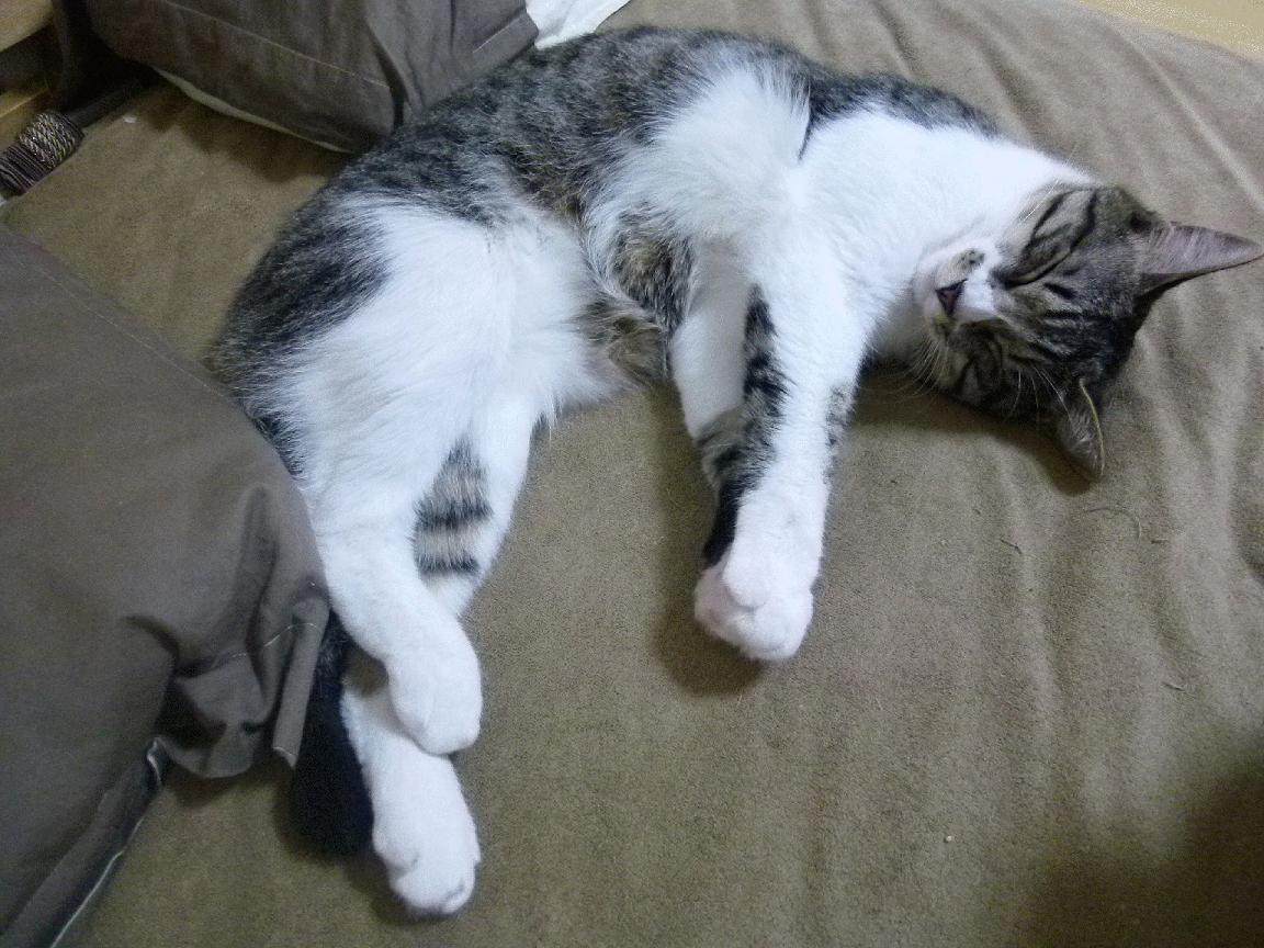 森林狼球队战术执行力明显提升,森林狼球队战术执行力明显提升了吗