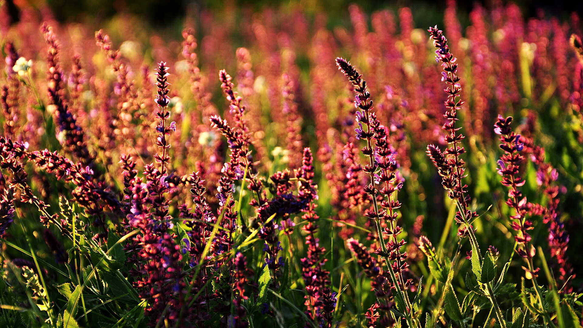 leyu乐鱼官网登录入口-河南建业队在主场作战，期待赢得胜利，河南建业2021年新主场