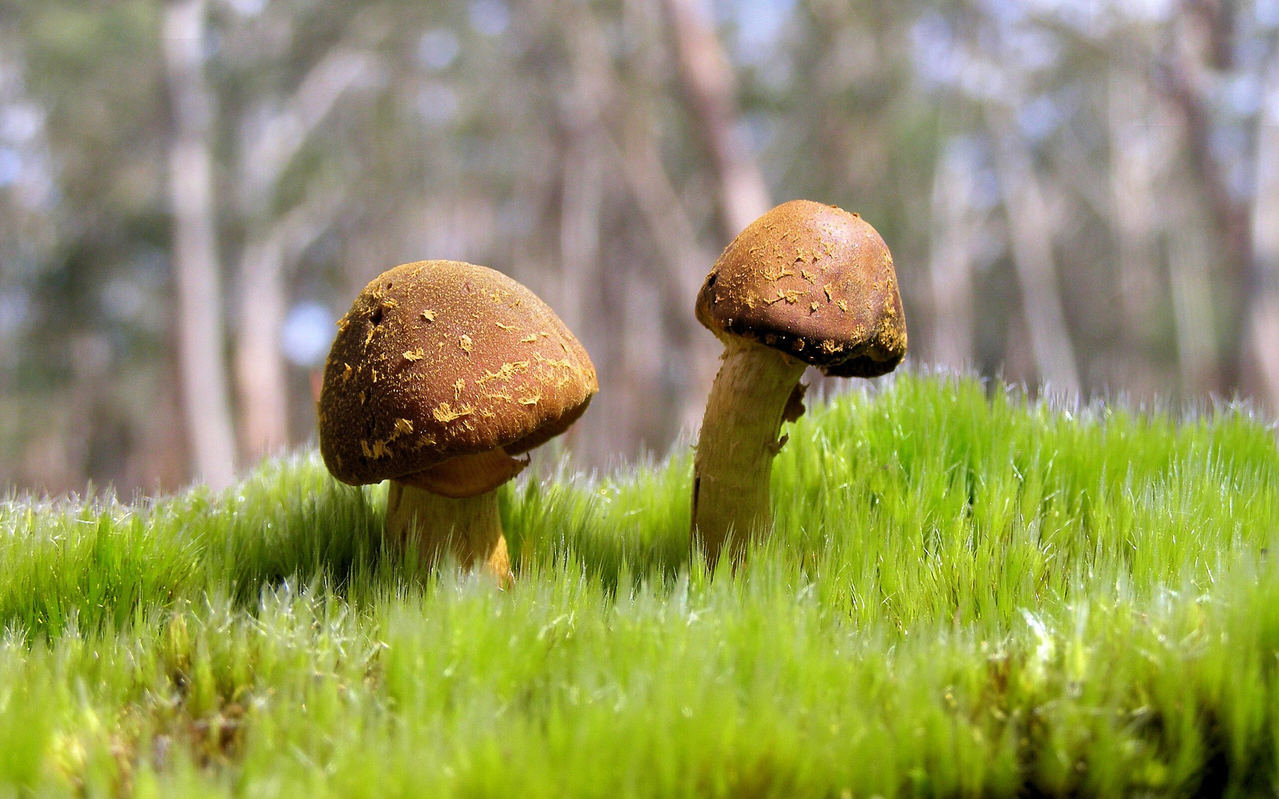 热刺主场被切尔西逆转,争四形势严峻,热刺切尔西比赛结果