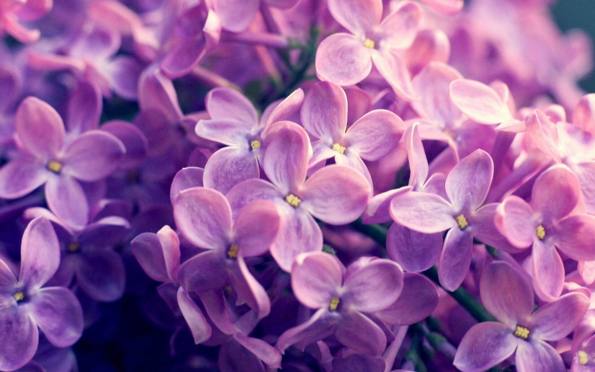 篮球运动员职业生涯管理与转型研究,篮球职业化程度