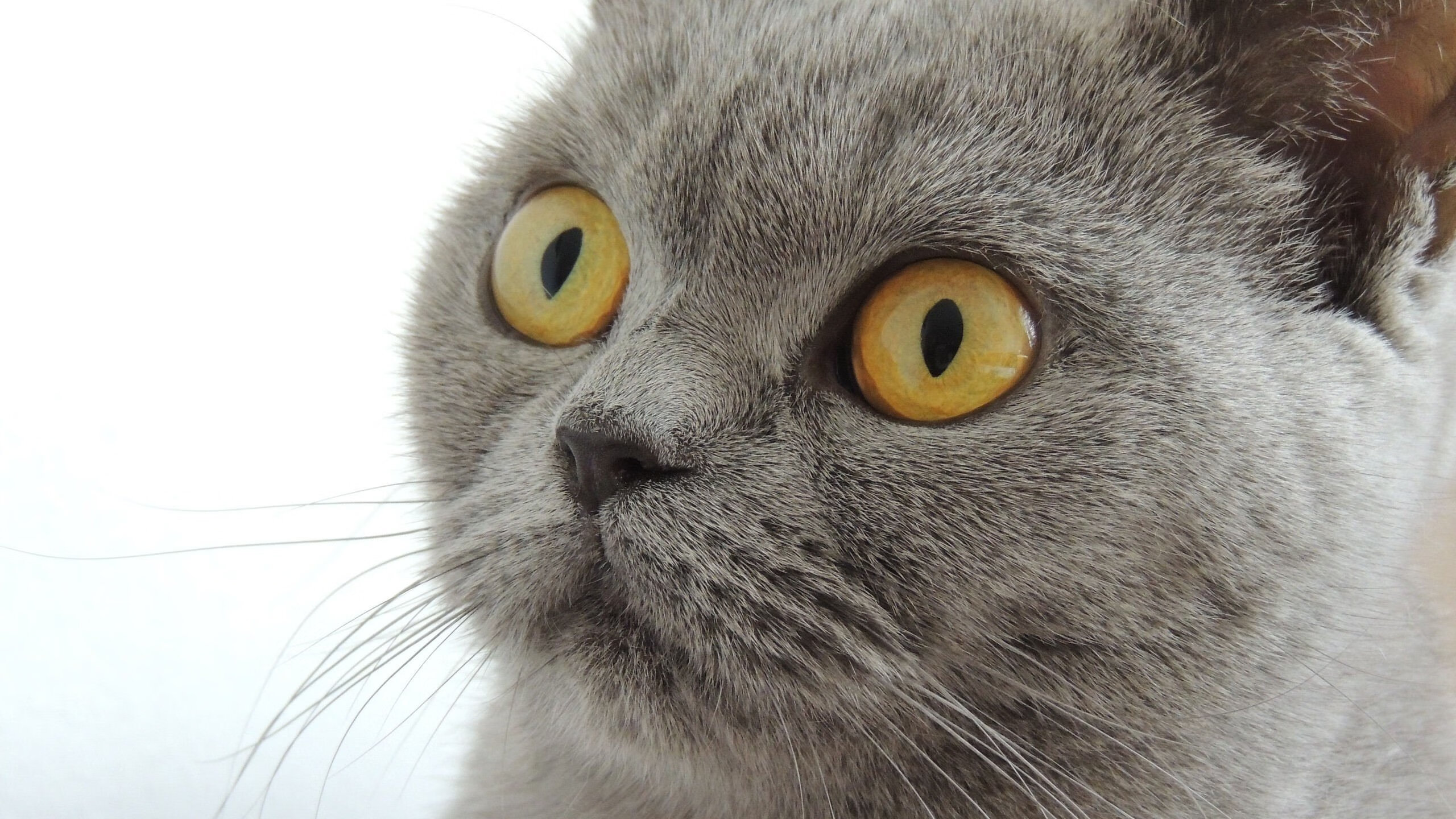 英超球队动态切换攻防策略对对手传控节奏破坏率分析,英超球队规则