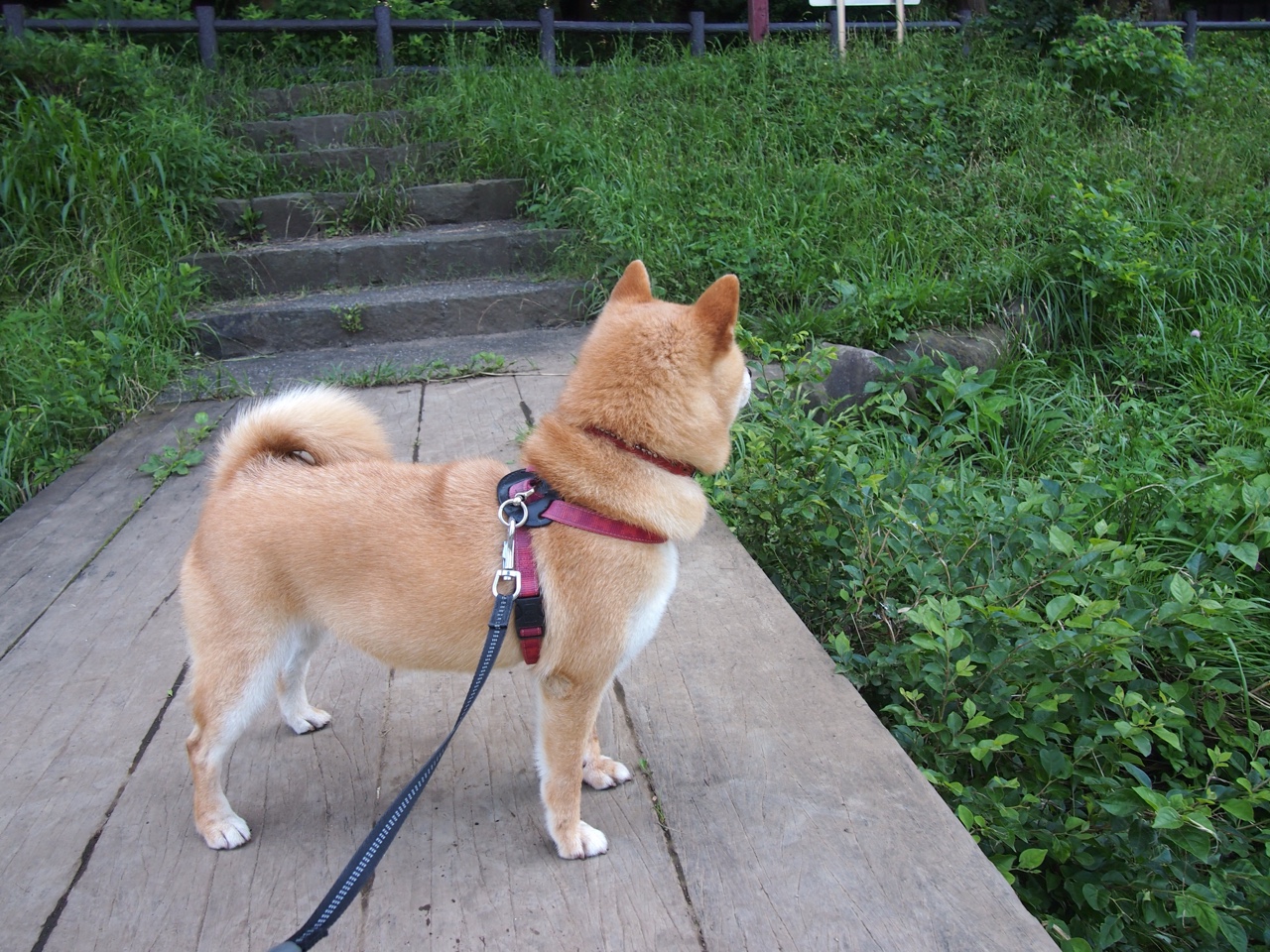 不来梅双边路推进造成对手混乱,不来梅最强阵容