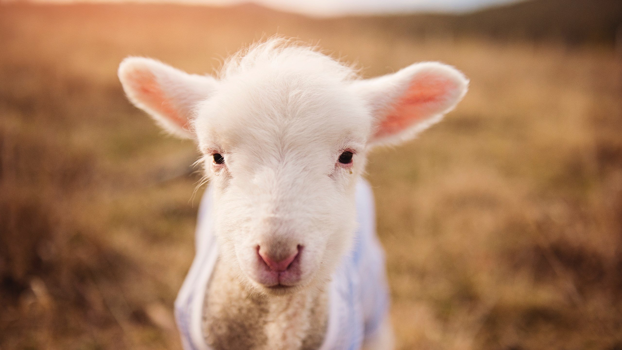 中国女篮攻守转换更加果断高效,中国女篮战术