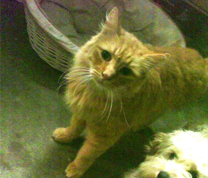 亚洲杯中国女足晋级 球员默契配合提升,中国女足亚洲杯季军