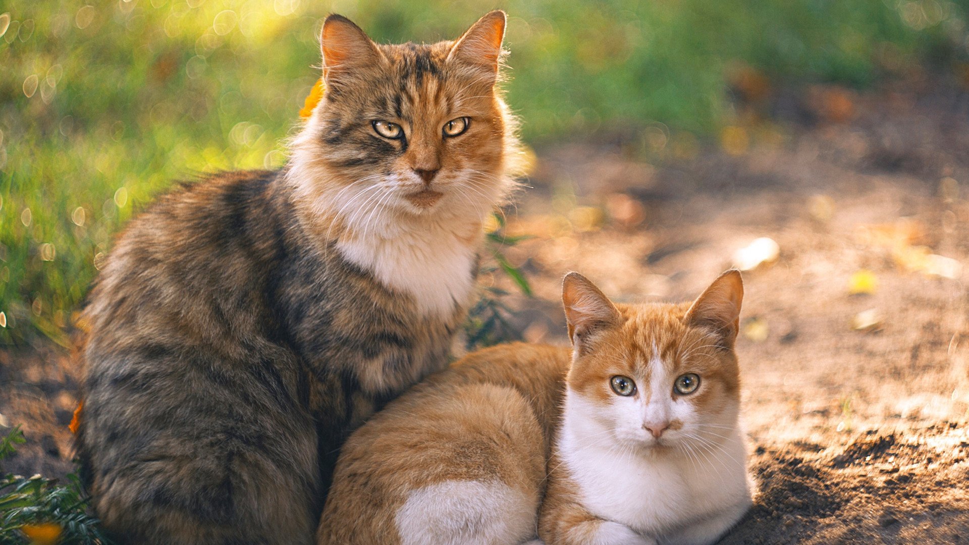 网球大师赛上海站即将开赛,网球大师赛 上海