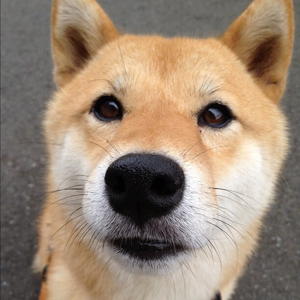 凯尔特人全新热身动作引球迷模仿，howell凯尔特人