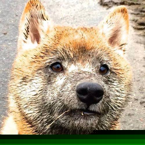 乐鱼官方登录入口-查默斯冲刺阶段技压群雄，查尔莫斯得分