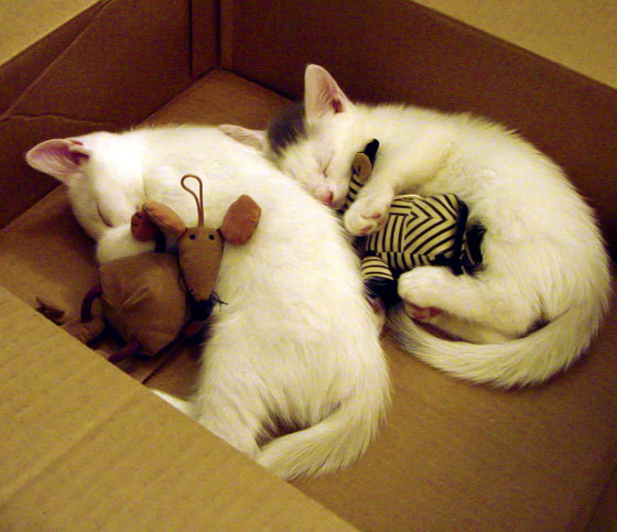 乐鱼电竞· (中国)官方网站-简：爆发性速度和精准技术让全黑队进攻更具威胁